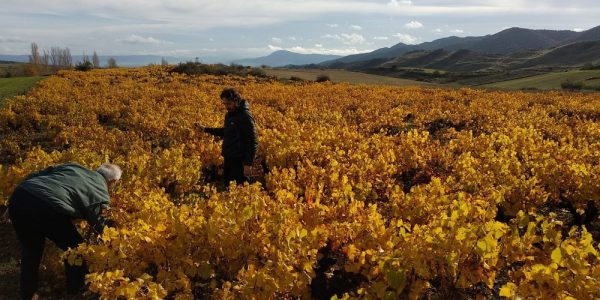 Experiencia Garnacha