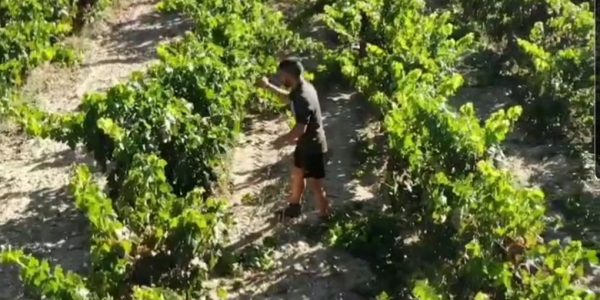 Experiencia Viñedo