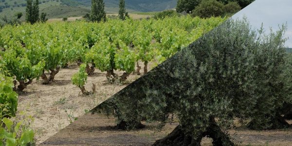 Experiencia Viñedo + Olivar + Bodega