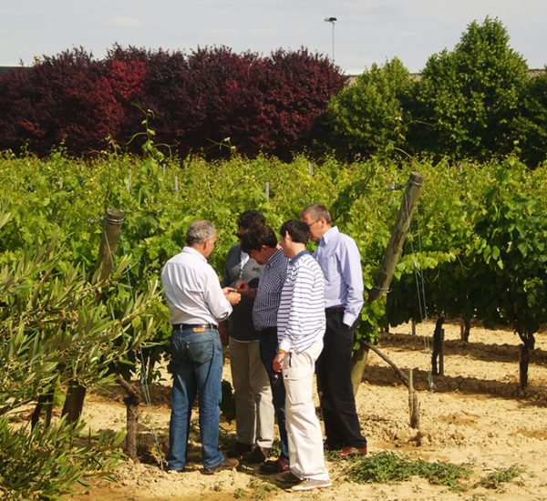 Experiencia «Viñedo»