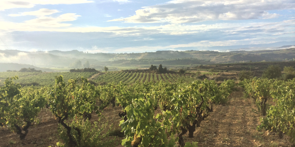 Experiencia en viñedo