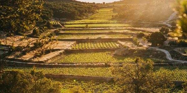Experiencia entre Viñedos