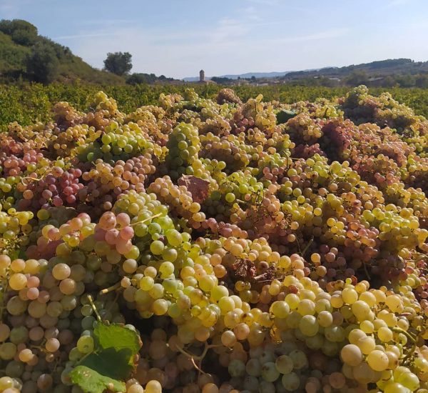Gerida-Viticultors-uvas