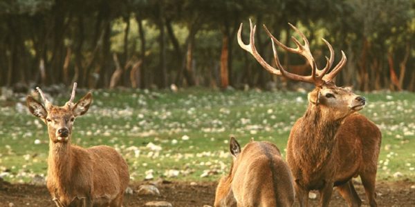 Naturaleza en Directo