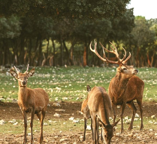 Naturaleza en Directo