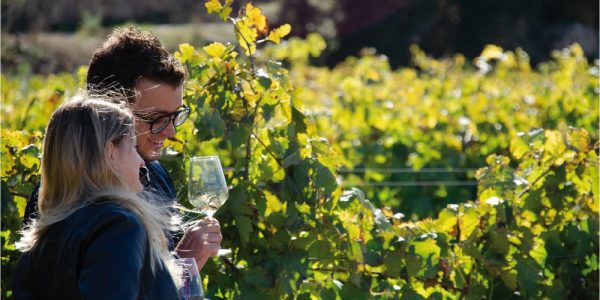 Ruta entre viñedos con cata de 5 vinos
