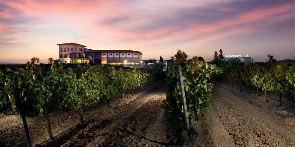 Ruta exclusiva viñedos y Bodegas Manzanos