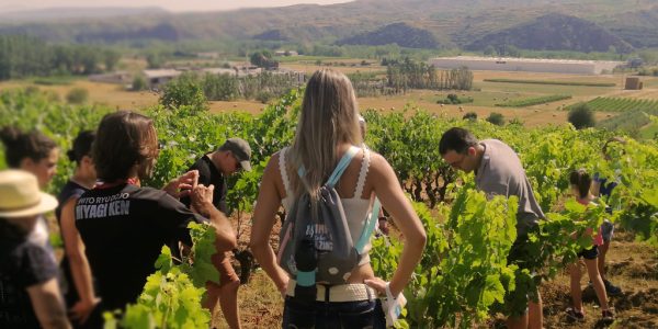 Ruta por el viñedo