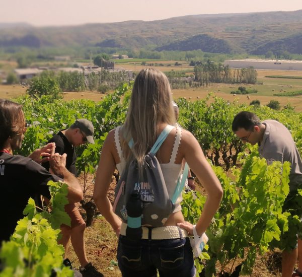 Ruta por el viñedo