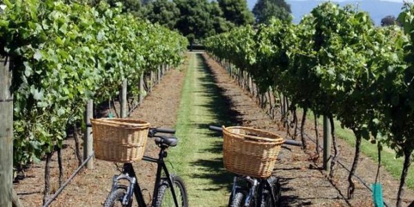 Rutas en Bicicleta: Camino y Viñedo