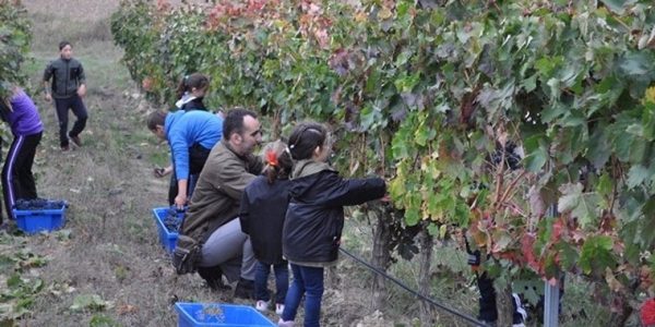 Taller de Vendimia en Familia
