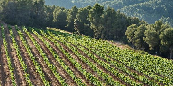 Tour + Tasting – Groups