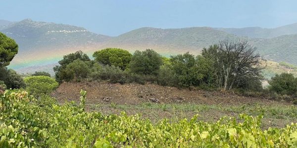 Un Viaje a través de Nuestros Vinos