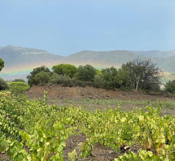 Un Viaje a través de Nuestros Vinos