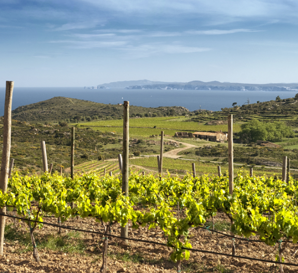 Visita Mas Marès