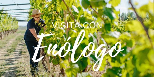 Visita Técnica con Enólogo