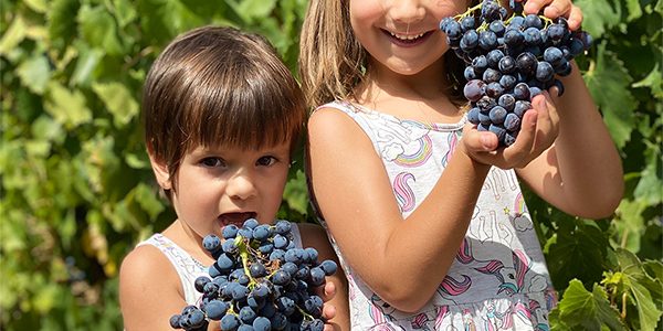 Visita Viñedo + Bodega + Cata 3 Vinos