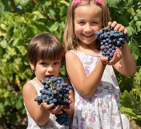 Visita Viñedo + Bodega + Cata 3 Vinos