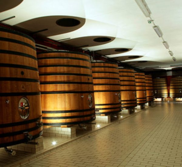 Visita a bodega con cata de 3 vinos + aceite Belasco