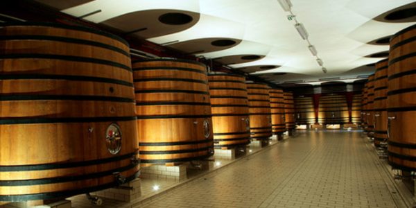 Visita a bodega con cata de 3 vinos + aceite Belasco