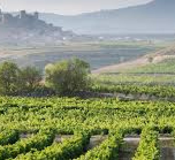 Visita a la bodega, a la Cueva del Contador y a una selección de viñas