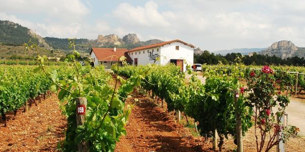 Visita al Viñedo