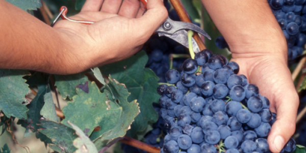 Visita nuestra bodega