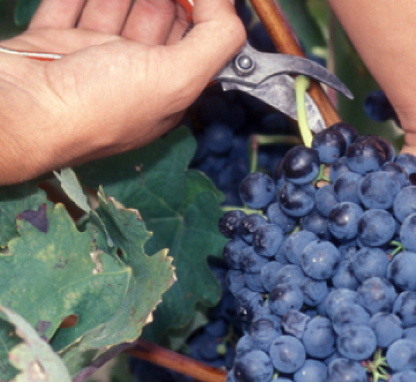 Visita nuestra bodega