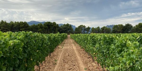 Visita y Degustación en La Bodega
