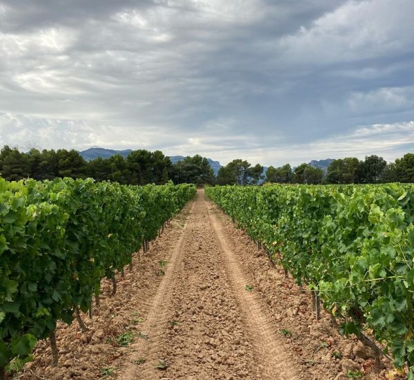 Visita y Degustación en La Bodega