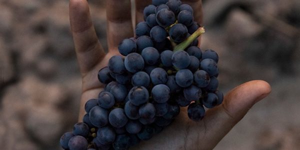 Yo, Tierra. Experiencia En El Viñedo