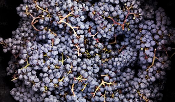 clarificación mosto flotación