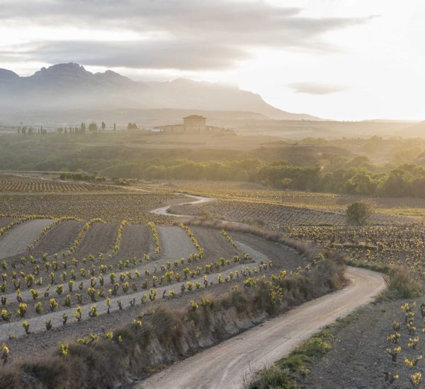 bodega Classica Hacienda Lopez de Haro Viñedo