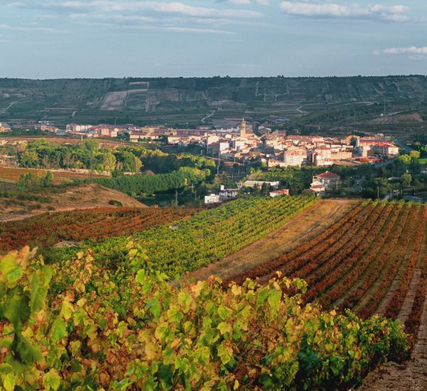bodega marques concordia vinedo cenicero