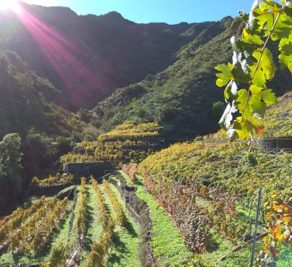 Bodega Montoro