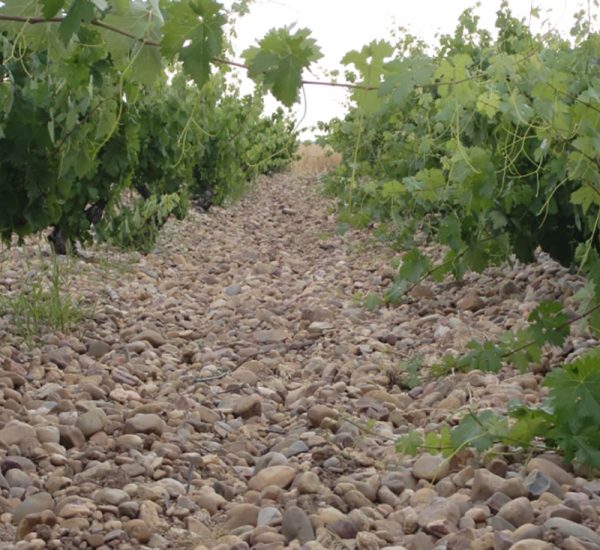Bodegas Antídoto