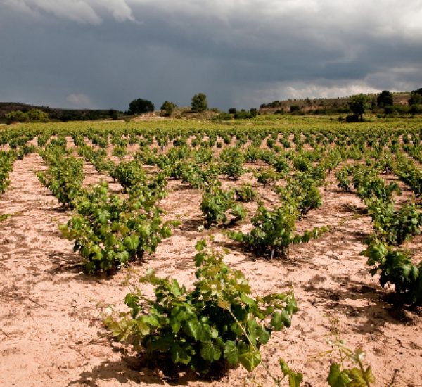Bodegas Dominio de Atauta