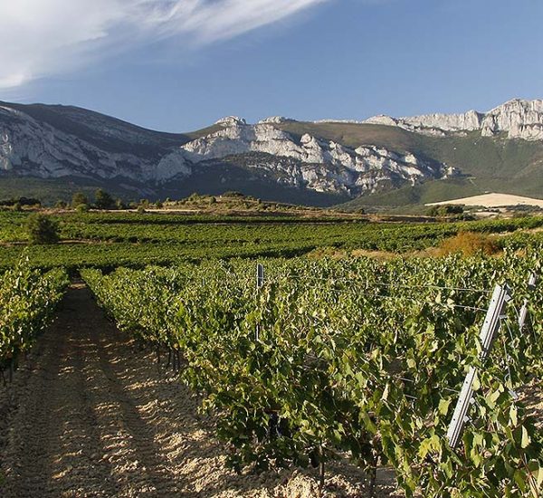 bodegas idiaquez vinedos