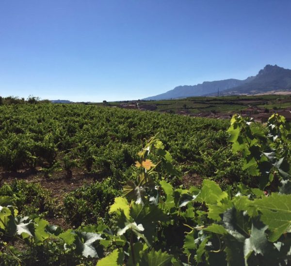 bodegas riolanc vinedo