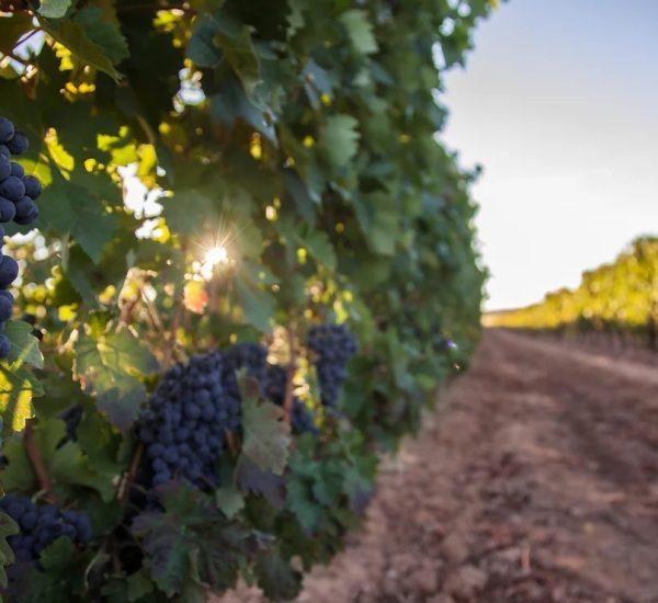 Bodegas y Viñedos Frutos Aragón