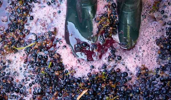 sistema de filtracion vino