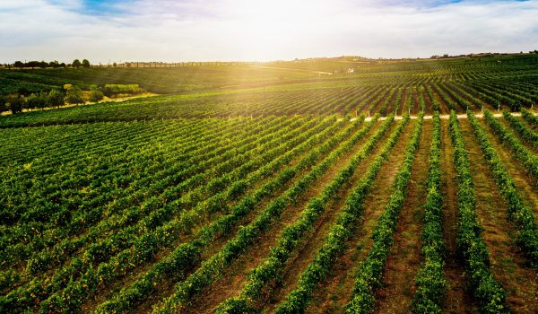 Fertilizantes de liberación controlada para la producción de tus vinos.