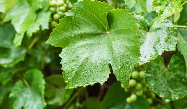 Fertilizante soluble en agua para el cuidado de tus viñedos