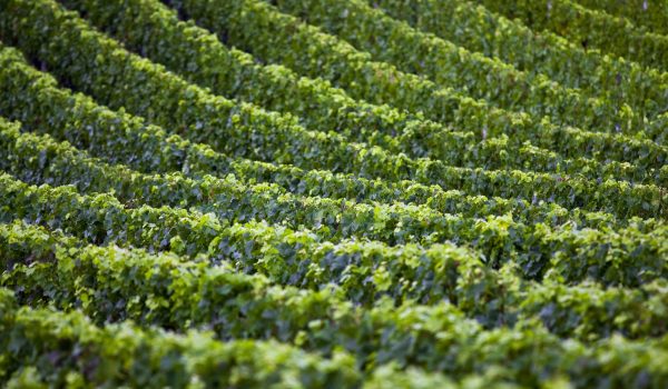 Fertilizantes de liberación lenta para la producción de tus vinos