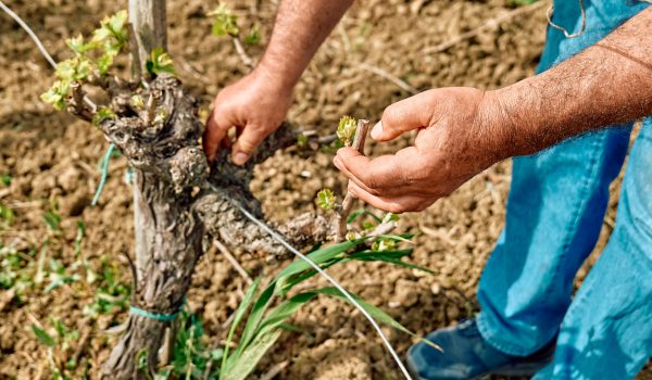 Fertilizantes para el cuidado de tus viñedos.