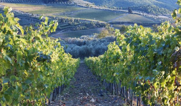 Fertilizantes fosfatados para la producción de vinos de calidad.