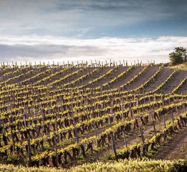 Finca Torremilanos