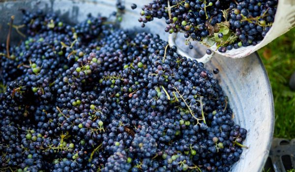 sistema de filtracion vino