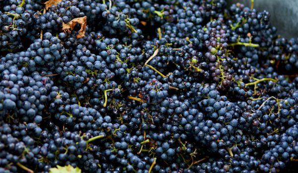 sistema de filtracion vino