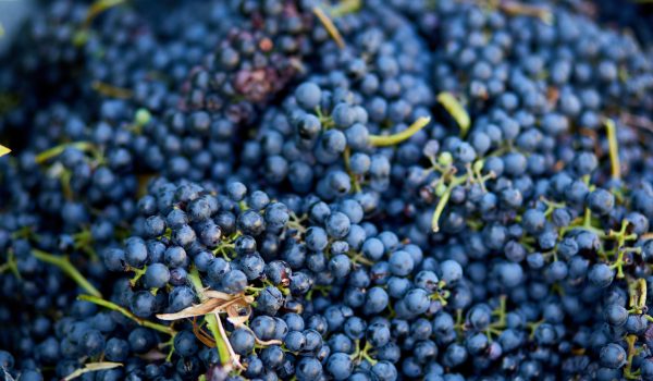 sistema de filtracion vino